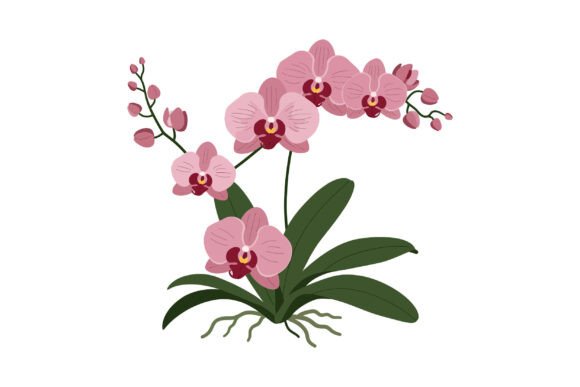 Pink Orchid Flowers in a Detailed Flat D