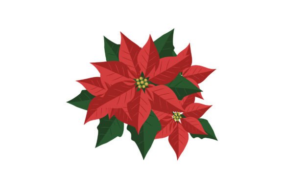 Poinsettia Flowers Graphics for Festive Design